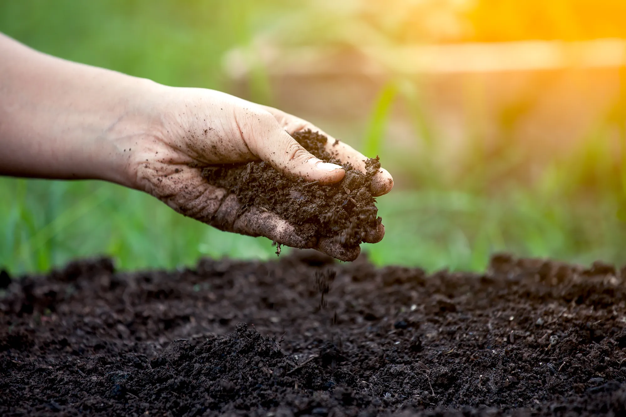 Main déposant de la terre dans un sol humide, illustrant une étape de préparation pour la plantation d’arbustes ou de cèdres.